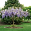 Purple Wisteria Live Plant – 2.5 inch Pot – Fast Growing Vine - Image 1