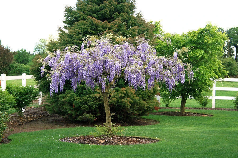 Purple Wisteria Live Plant – 2.5 inch Pot – Fast Growing Vine - Image 1