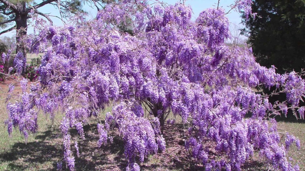 Purple Wisteria Live Plant – 2.5 inch Pot – Fast Growing Vine - Image 2