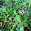 Purslane Live Plant - Edible Succulent Groundcover Outdoor - Image 1