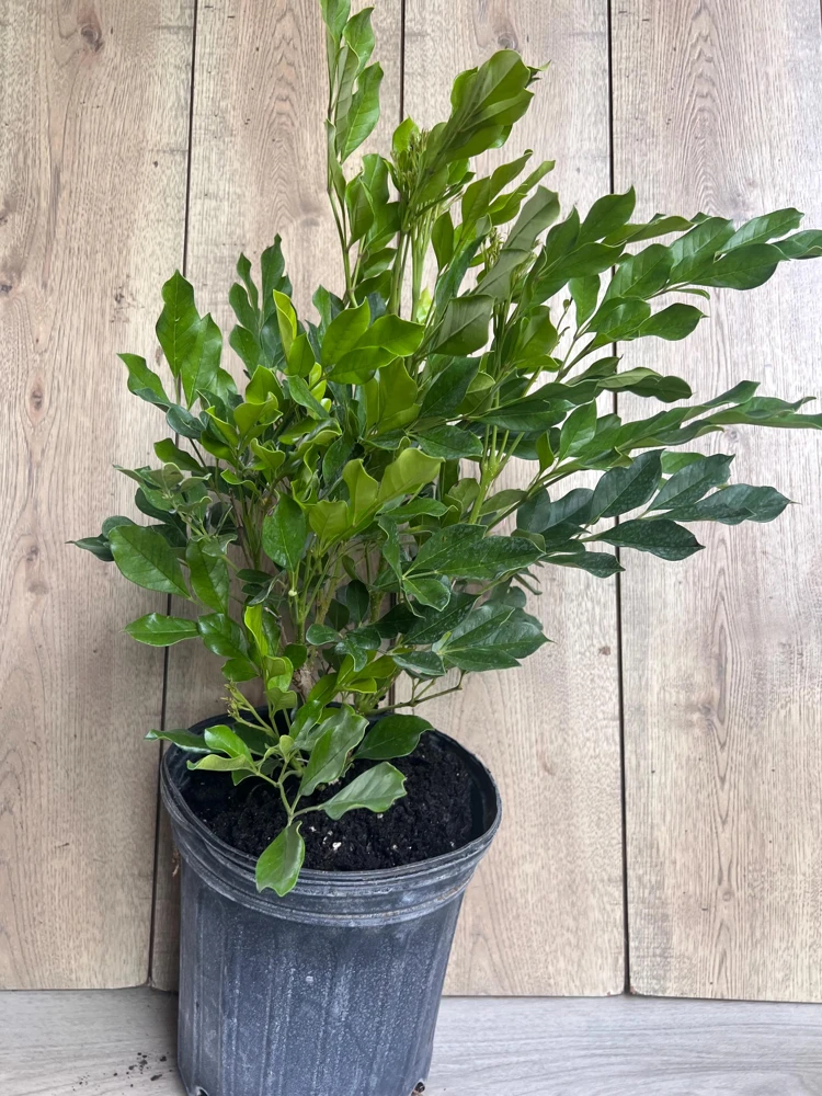 Radermachera Kunming Live Plant – China Doll Plant – 3 Gallon Pot – Fragrant Indoor Plant - Cannot ship to CA - Image 2