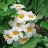Radermachera Kunming Live Plant – China Doll Plant – 3 Gallon Pot – Fragrant Indoor Plant - Cannot ship to CA - Image 1