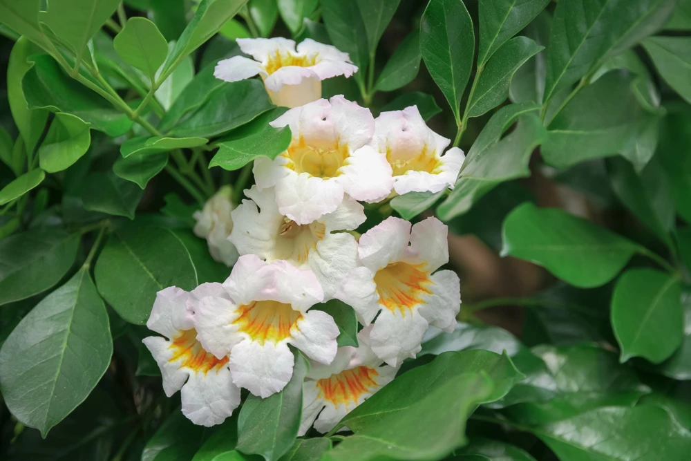 Radermachera Kunming Live Plant – China Doll Plant – 3 Gallon Pot – Fragrant Indoor Plant - Cannot ship to CA - Image 1
