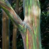 Rainbow Eucalyptus Live Plant - Half Gallon Pot - Colorful Bark Tree - Cannot ship to CA - Image 1