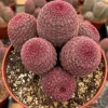 Rainbow Hedgehog Cactus Live Plant - Echinocereus rigidissimus rubispinus - 4 inch or 6 inch Pot - Indoor/Outdoor Succulent - Image 1