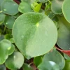Raindrop Peperomia Live Plant - Peperomia Polybotrya 4" Pot, Indoor - Image 1