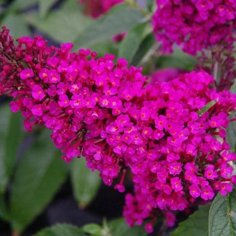 Raspberry Buddleia Live Plant - Butterfly Bush, Fragrant Pink Flowers, 4in Pot, Outdoor - Image 2