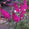 Raspberry Buddleia Live Plant - Butterfly Bush, Fragrant Pink Flowers, 4in Pot, Outdoor - Image 1