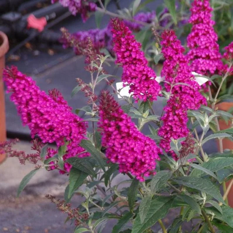Raspberry Buddleia Live Plant - Butterfly Bush, Fragrant Pink Flowers, 4in Pot, Outdoor - Image 1