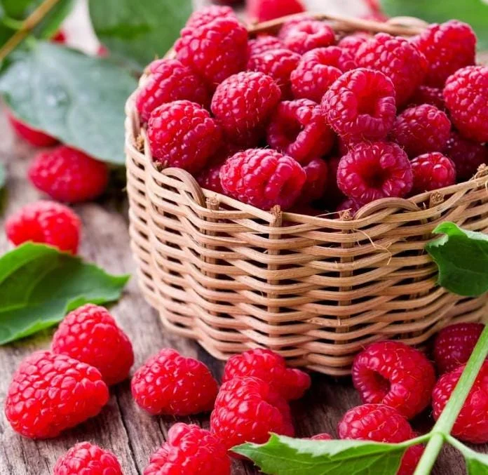 Raspberry Live Plant - Rubus idaeus - Hardy Berry Bush 2-5 inches Tall - Image 2