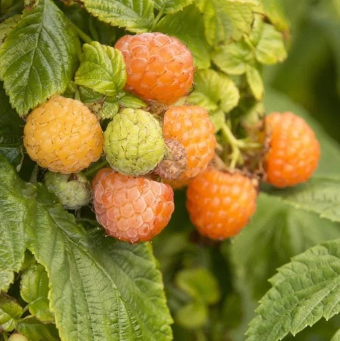 Raspberry Live Plant - Rubus idaeus - Hardy Berry Bush 2-5 inches Tall - Image 3