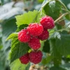 Raspberry Live Plant - Rubus idaeus - Hardy Berry Bush for Garden & Containers, 2-5" Tall - Image 1
