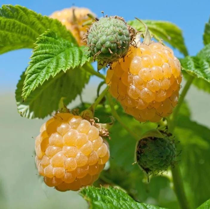 Raspberry Live Plant - Rubus idaeus - Hardy Berry Bush 2-5 inches Tall - Image 4