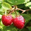 Raspberry Live Plant - Rubus idaeus - Hardy Berry Bush 2-5 inches Tall - Image 1