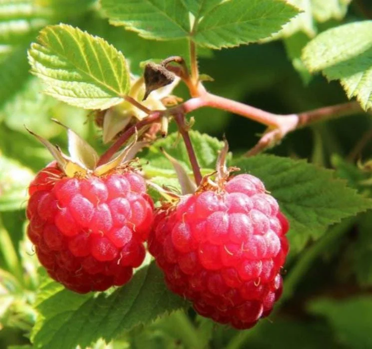 Raspberry Live Plant - Rubus idaeus - Hardy Berry Bush 2-5 inches Tall - Image 1