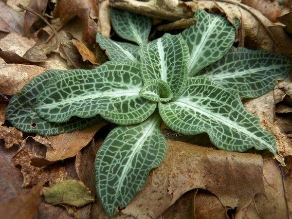 Rattlesnake Orchid Live Plant – 20 Roots – Indoor & Outdoor - Image 2