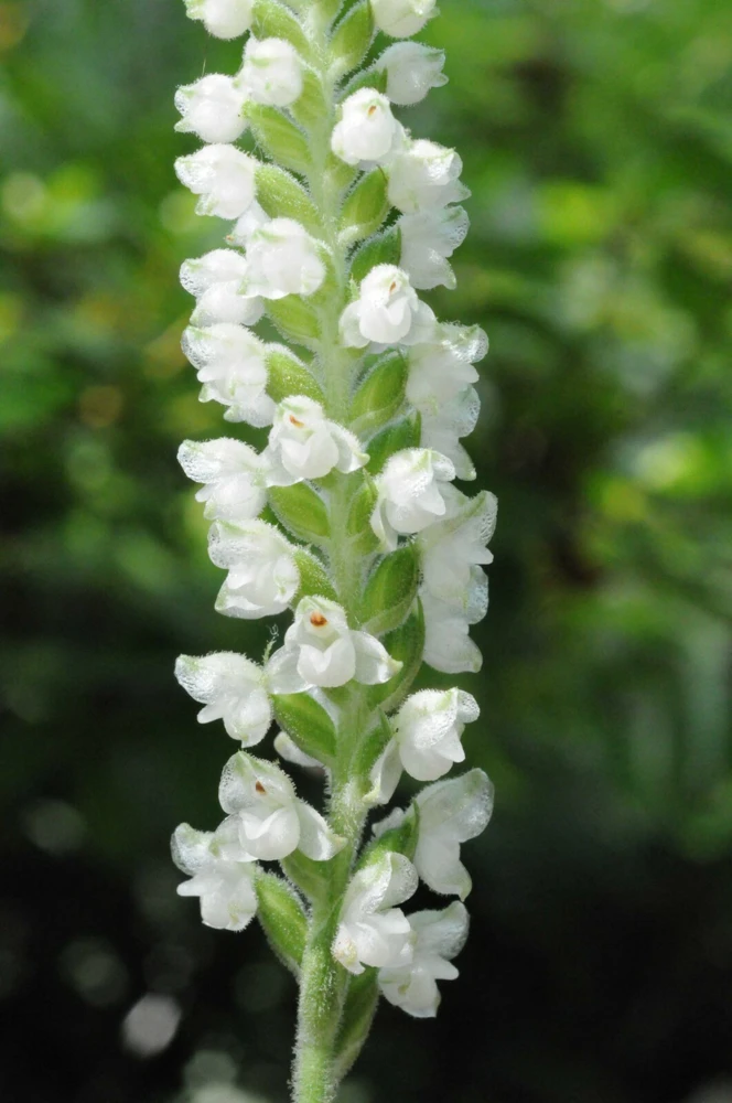 Rattlesnake Orchid Live Plant – 20 Roots – Indoor & Outdoor - Image 1