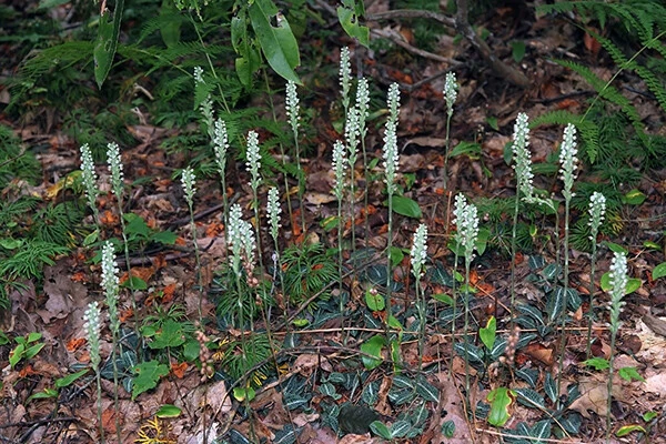 Rattlesnake Orchid Live Plant – 20 Roots – Indoor & Outdoor - Image 3