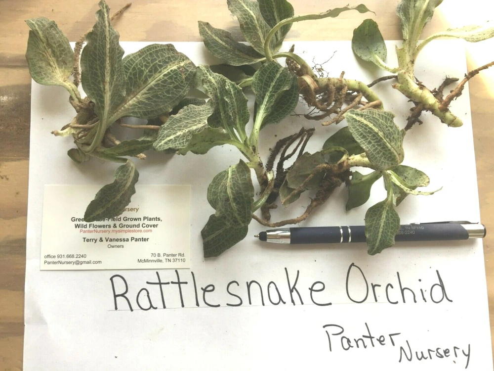 Rattlesnake Orchid Live Plant – 20 Roots – Indoor & Outdoor - Image 4