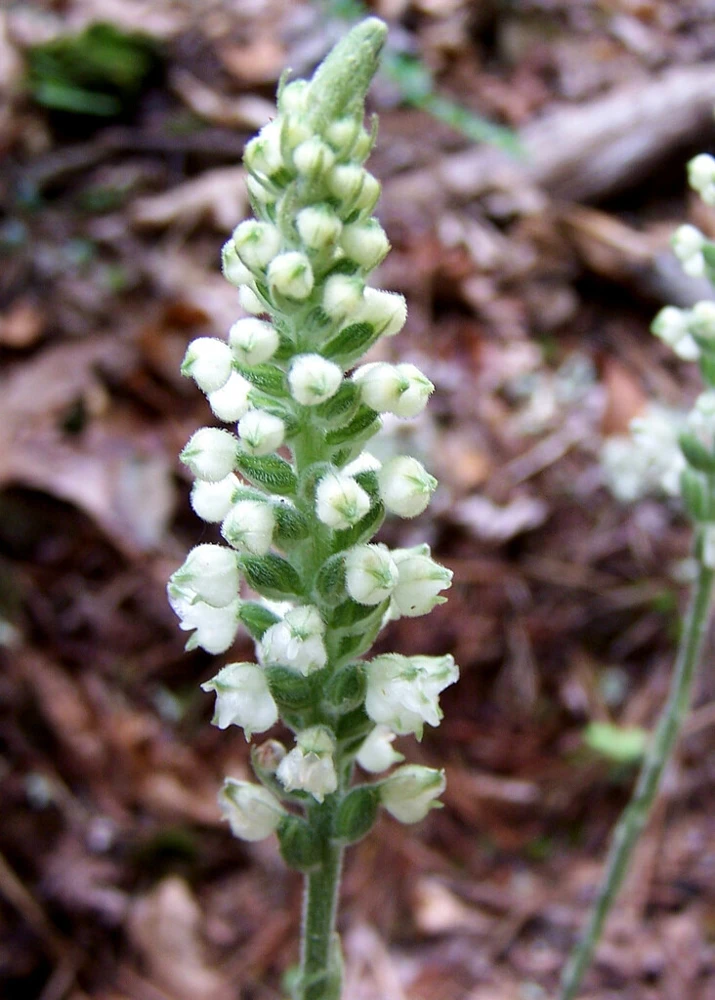 Rattlesnake Orchid Live Plant – 20 Roots – Indoor & Outdoor - Image 5