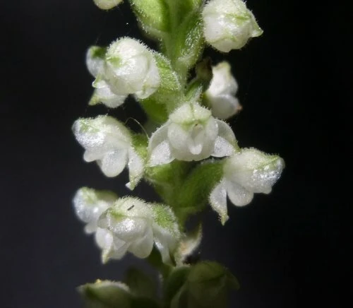 Rattlesnake Orchid Live Plant – 20 Roots – Indoor & Outdoor - Image 6