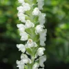 Rattlesnake Orchid Plant Roots – 5 Perennial Roots – Shade Loving - Image 1