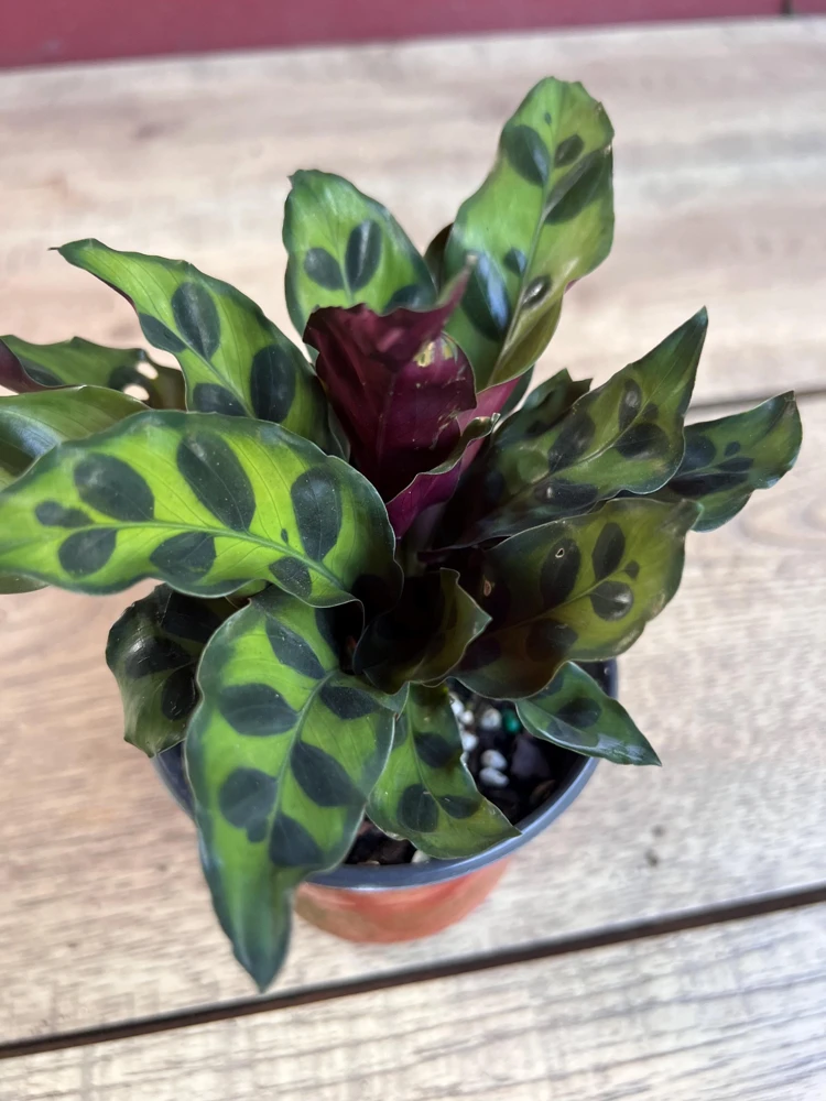 Rattlesnake Plant (Calathea lancifolia) Live House Plant – 4 inch Pot - Cannot ship to CA - Image 2