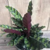 Rattlesnake Plant (Calathea lancifolia) Live House Plant – 4 inch Pot - Cannot ship to CA - Image 1