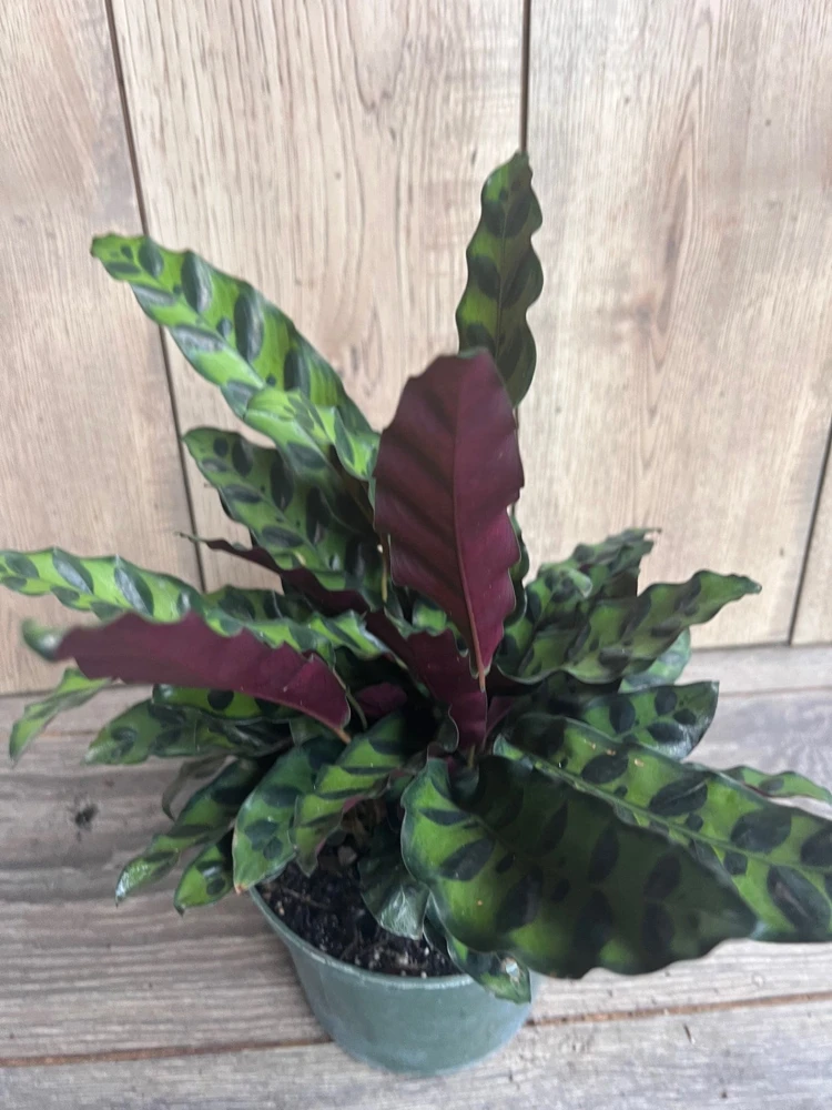Rattlesnake Plant (Calathea lancifolia) Live House Plant – 4 inch Pot - Cannot ship to CA - Image 1