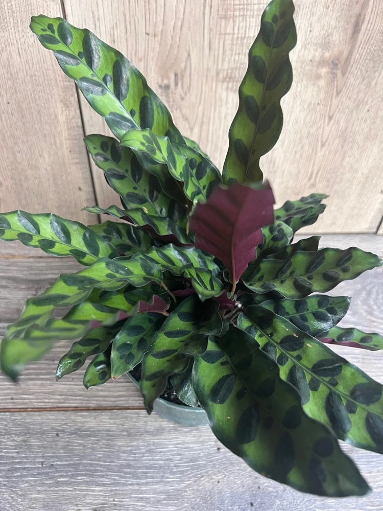 Rattlesnake Plant Calathea lancifolia Live Houseplant – 6 inch Pot - Cannot ship to CA - Image 2
