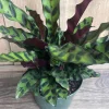 Rattlesnake Plant Calathea lancifolia Live Houseplant – 6 inch Pot - Cannot ship to CA - Image 1