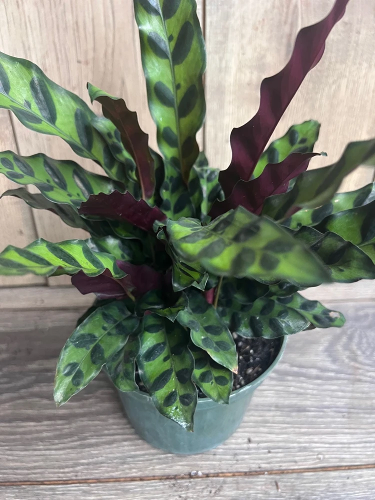 Rattlesnake Plant Calathea lancifolia Live Houseplant – 6 inch Pot - Cannot ship to CA - Image 1