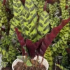 Rattlesnake Plant Goeppertia Insignis Live Tropical Houseplant 4" 6" Pot - Image 1