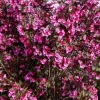Reblooming Weigela Live Plant - Vibrant Pink Flowers, Outdoor Shrub - Image 1