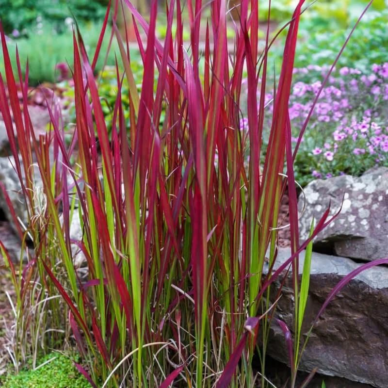 Red Baron Japanese Blood Grass Live Plant - Ornamental Perennial 1 Count - Image 2