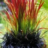 Red Baron Japanese Blood Grass Live Plant - Ornamental Perennial 1 Count - Image 1
