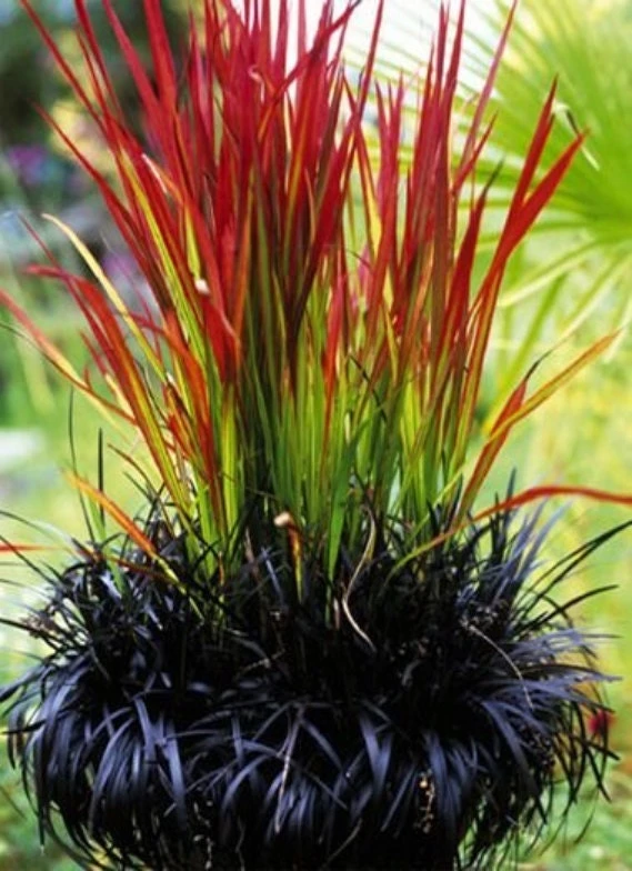 Red Baron Japanese Blood Grass Live Plant - Ornamental Perennial 1 Count - Image 1