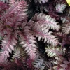 Red Beauty Japanese Fern Live Plant – Indoor/Outdoor Ornamental Fern – 12-18 inches Tall - Image 1