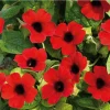 Red Black Eyed Susan Vine Live Plant - Perennial Climber - 2.5x4 inch Pot - Image 1