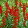 Red Cardinal Flower Bare Roots (5-Pack) - Lobelia cardinalis Perennial - Image 1