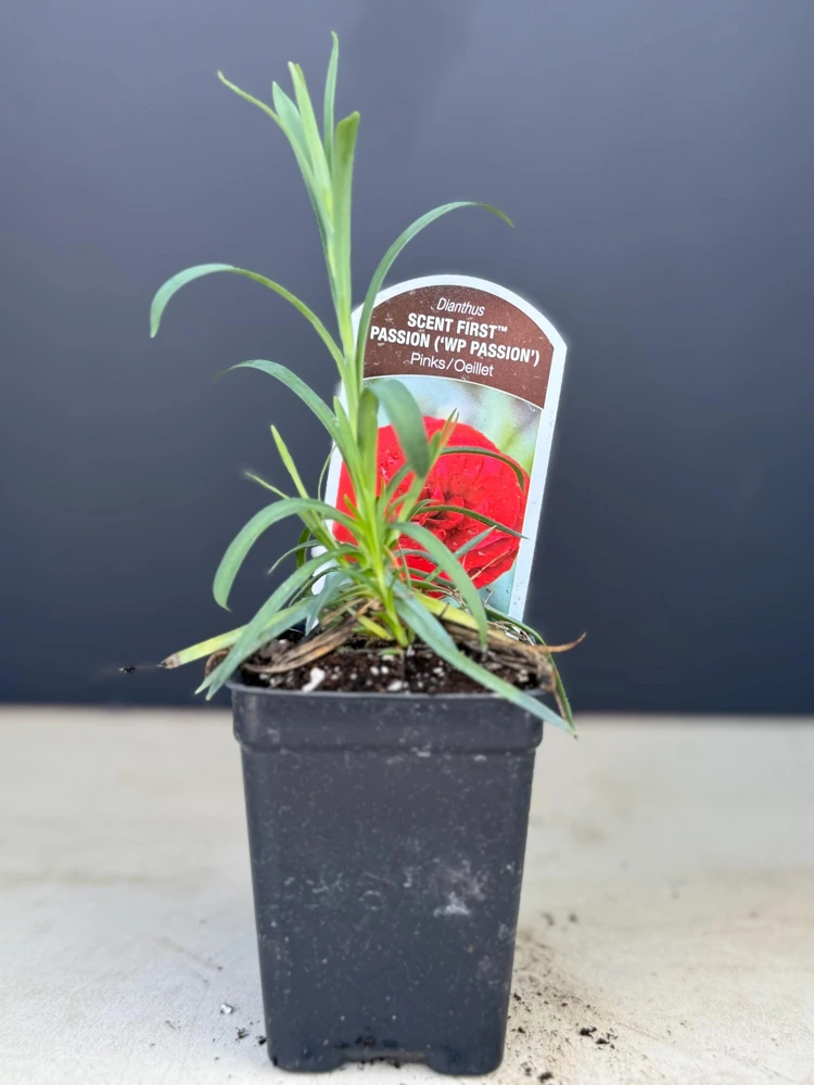 Red Carnation Dianthus Live Plant – Fragrant Deep Red Perennial Flower - Image 2