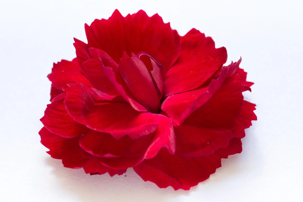 Red Carnation Dianthus Live Plant – Fragrant Deep Red Perennial Flower - Image 3