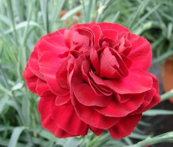 Red Carnation Dianthus Live Plant – Fragrant Deep Red Perennial Flower - Image 1
