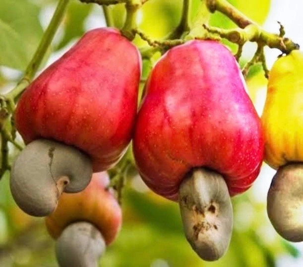 Red Cashew Live Plant – Anacardium occidentale – Tropical Tree in 4" Pot - Cannot ship to CA - Image 2