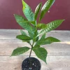 Red Cashew Live Plant – Anacardium occidentale – Tropical Tree in 4" Pot - Cannot ship to CA - Image 1