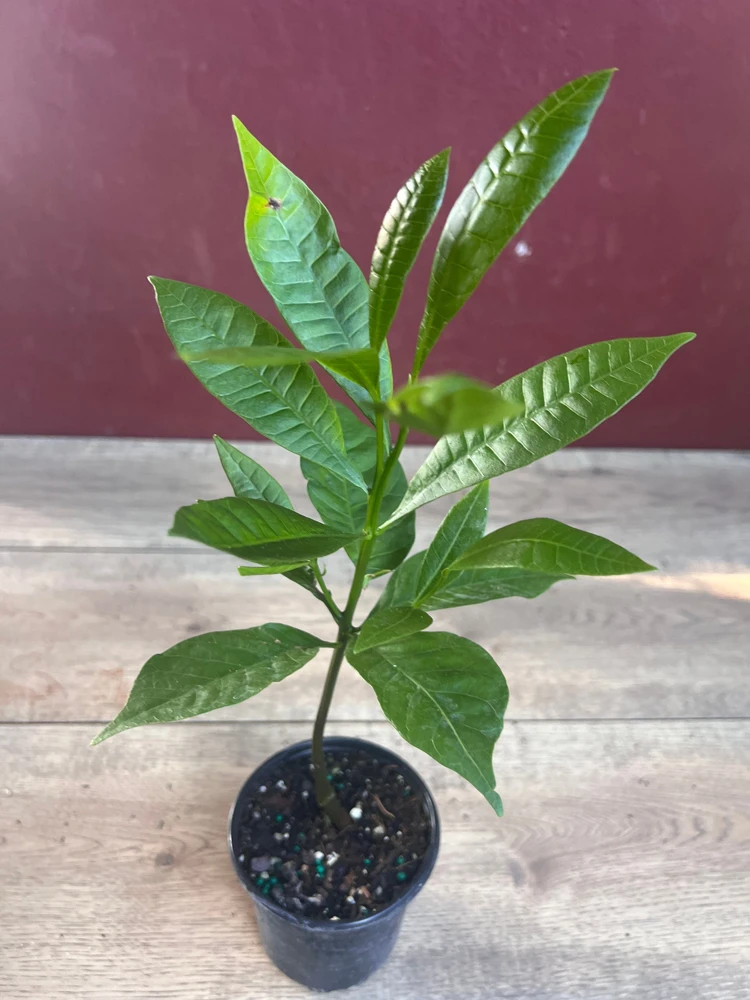 Red Cashew Live Plant – Anacardium occidentale – Tropical Tree in 4" Pot - Cannot ship to CA - Image 1