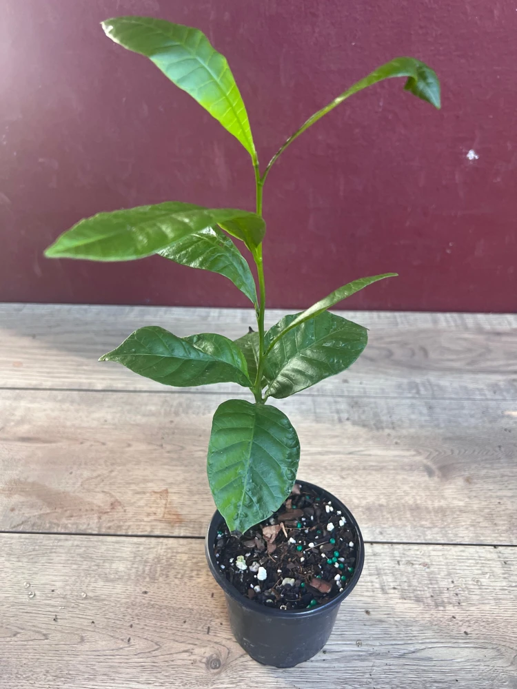 Red Cashew Live Plant – Anacardium occidentale – Tropical Tree in 4" Pot - Cannot ship to CA - Image 3