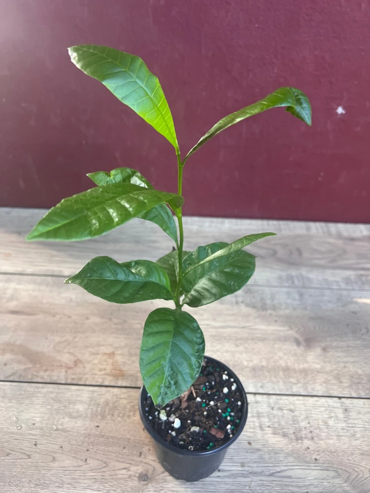 Red Cashew Live Plant – Anacardium occidentale – Tropical Tree in 4" Pot - Cannot ship to CA - Image 4