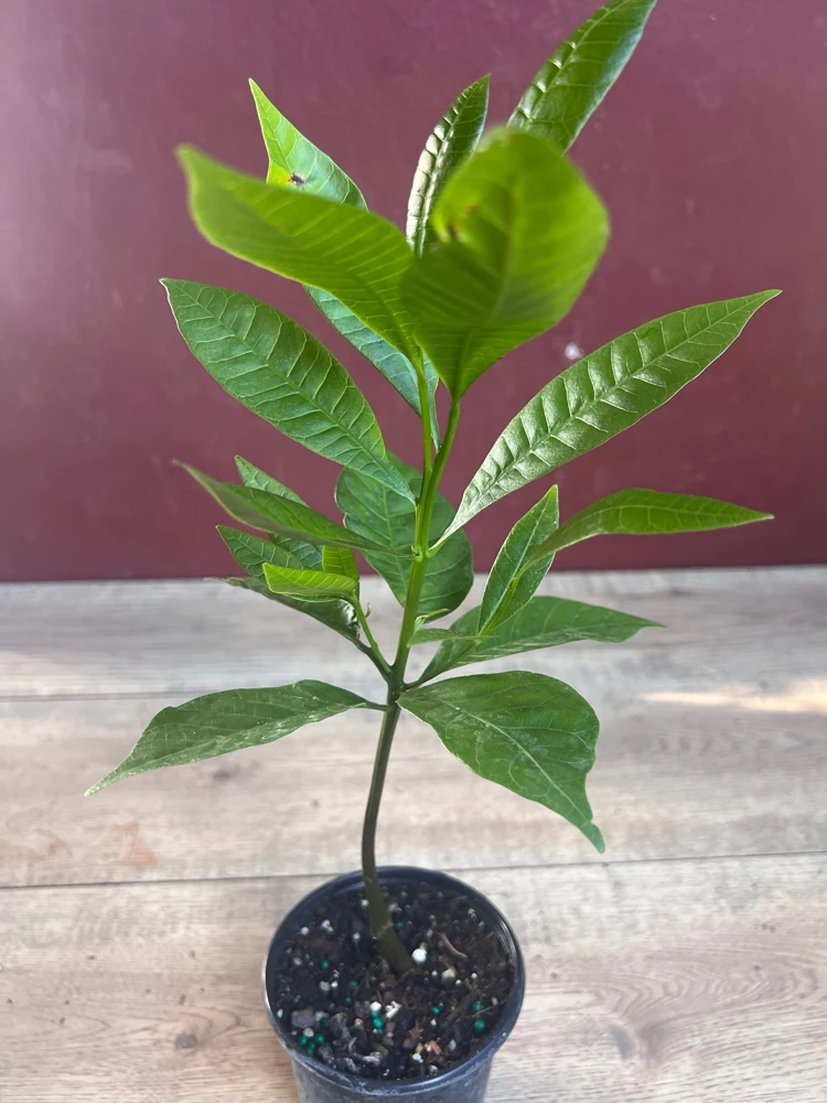 Red Cashew Live Plant – Anacardium occidentale – Tropical Tree in 4" Pot - Cannot ship to CA - Image 5