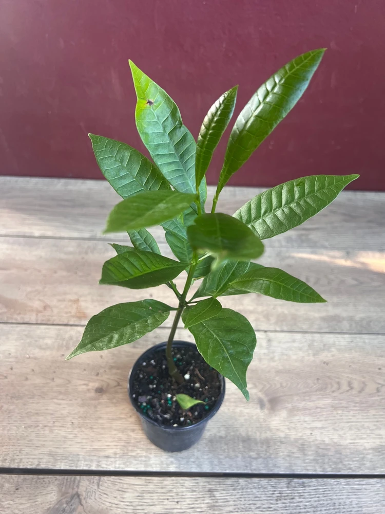 Red Cashew Live Plant – Anacardium occidentale – Tropical Tree in 4" Pot - Cannot ship to CA - Image 6